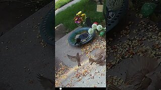 The Grackle Washes His Food In The Fountain! 🐦#Grackle #Wildlife #Birds