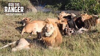 Lion Pride Eat Buffalo Meat | Maasai Mara Safari | Zebra Plains