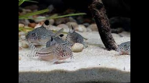 Corydoras Panda - Aquarium