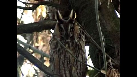 Hungarian Owl Mystery
