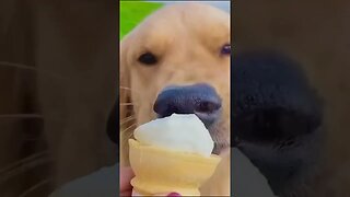 Puppy taking bath in backyard...cute