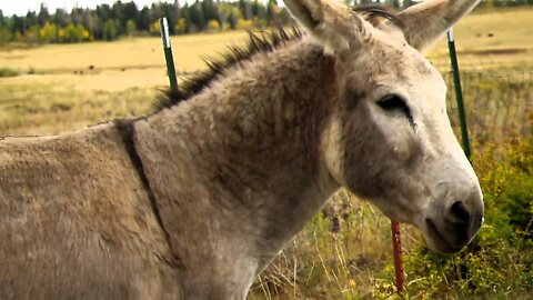 donkeys on plateau