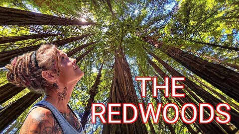 Exploring Tallest Trees On Earth | California Coast Redwood Trees