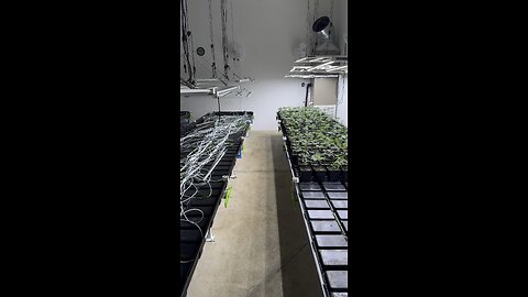 5 Points Farms state of the art marijuana facility!