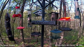 First ruby-throated hummingbird of the season 5/5/2023