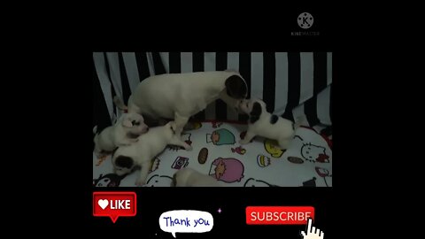 OMG ❤️SO CUTE 😘PUPPY 🐕WITH MOTHER\PUPPY PLAYING MORNING\\DOG AND CAT FUNNY VIDEO 2021CUTEPETS#short
