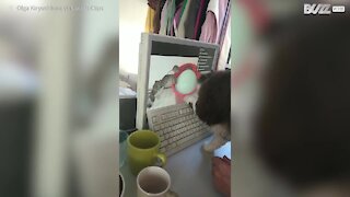 Gato tenta apanhar ratos num monitor de computador