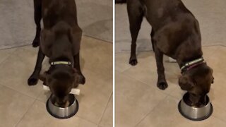 Birthday Dog Tries To Eat His Bone & Cake At The Same Time