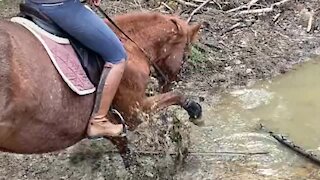 Playful horse has a blast splashing in the mud