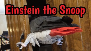 Curious parrot likes to snoop in kitchen cabinets