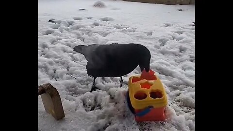 Amazing & incredible Nature Smart Crow