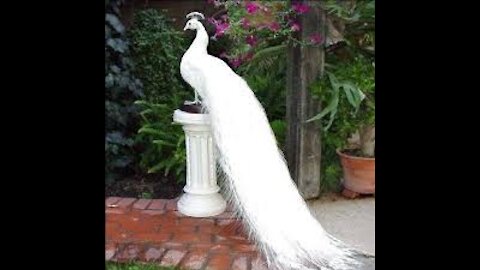 Beautiful Peacock White Tail Fully Open_ Bird of Paradise