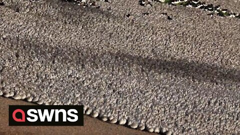 90,000 birds flock to mudflats in Norfolk to feed after migrating from Iceland