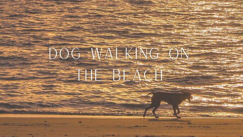 Relaxing Beach Sounds with Dog Walking