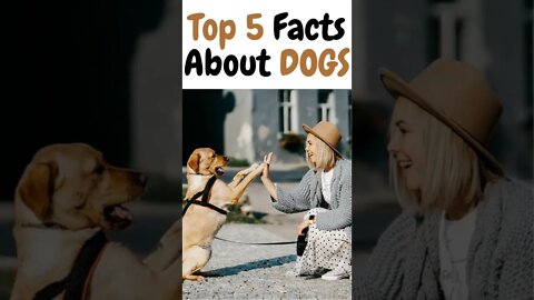 Top 5 Facts about dogs - facts about dogs - top facts about dogs - #shorts