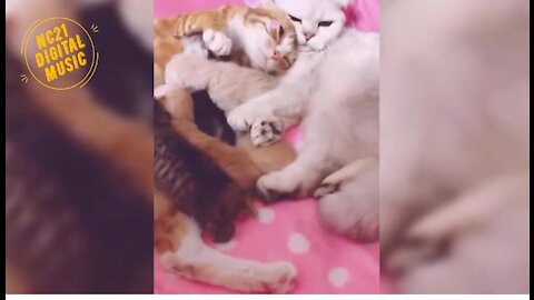 Funny Animals, Babies, Dogs, Cats, Puppies, Couple of Cats and Puppies Stroking