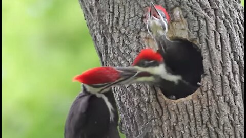 Woodpecker Chicks At the Nest