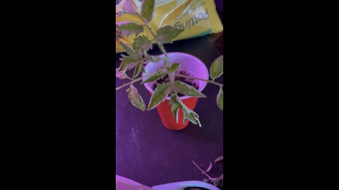 Tomato Seedlings care
