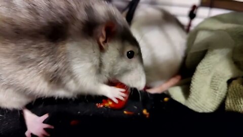 Sammie Munching On A Juicy Tomato! #126 #cute #animal #pet #veggies