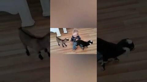 Cute babies 💓 playing with each other 😂🙂#UbertainmentFun #Dogs #Animals #Fun