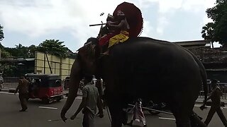 Hindu Kali Amman Festival