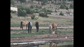 Wild Horses