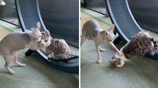 Jealous Cat Chokeslams Toy Off His Exercise Wheel