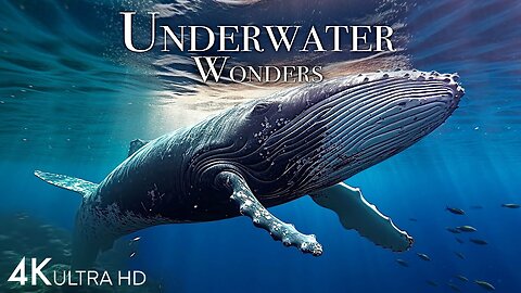 Underwater Wonders 4K - Incredible Colorful Ocean Life | Marine Life | Scenic Relaxation Film