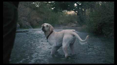 Dog catching ball in river. Dog playing.