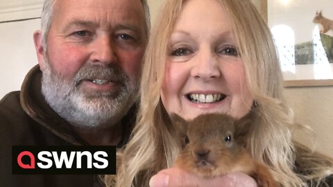 Meet the couple who foster red SQUIRREL kittens