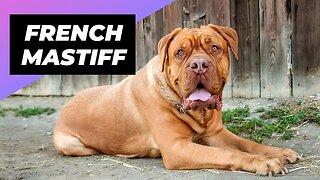 French Mastiff 🐶 One Of The Biggest Dog Breeds In The World #shorts