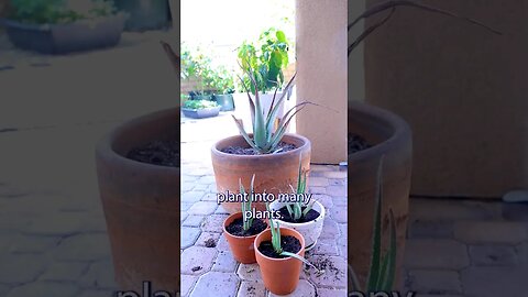 Multiply Aloe Vera into many plants #shorts #viral #aloevera #succulent #gardening #youtubeshorts