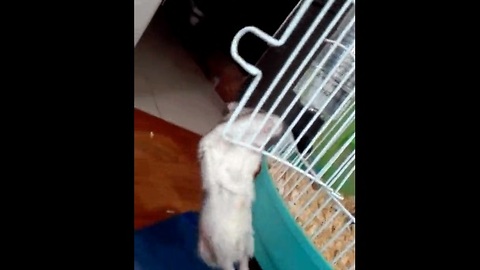 Hamster performs most adorable pull-ups ever