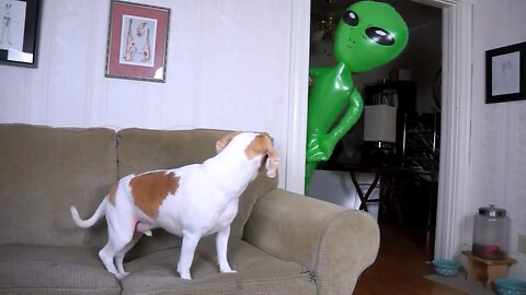 Dog Pranked with Alien: Funny Dog Maymo