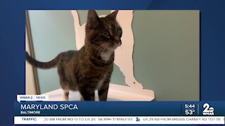 Meet 10-year-old Auburn the cat at the Maryland SPCA