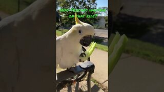 Was that Peaches ride? #cutepets #parrot #cockatoo #shorts #birdshorts #funnyanimals #outdoors
