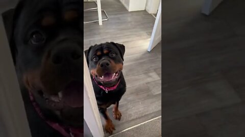 😍 Jam Sandwich Please! Rottweiler 👊 #Shorts #rottweiler #dogs