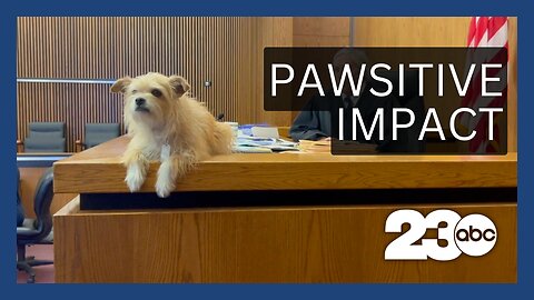 Legal Beagle: Pups in Surprising Spots