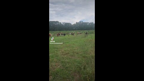 Cows and calves grazing.