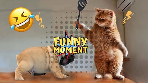 Funny animal videos 2023 - Funny cats/dogs - Funny animals Part-II