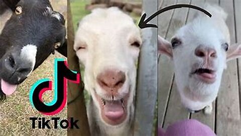 Goats Screaming Like Humans, Try Not to Laugh 🐐 😲 😀 😂 🤣 2023 Compilation