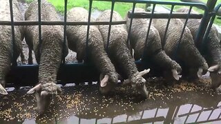 How To Do. Sheep Farming