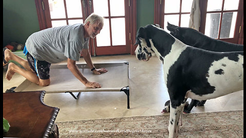 Funny Introduction Of Great Danes To An Elevated Bed