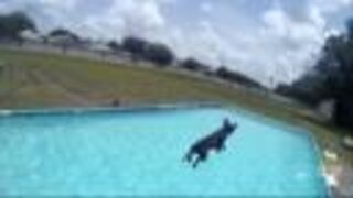 Dogs make splash in dock diving practice