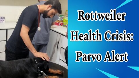 Veterinary Vlog |Saving a Rottweiler from Parvovirus | Critical Canine Health: Parvo Suspect