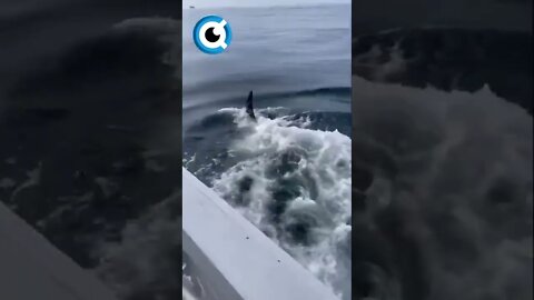 Orca Pega Em Passaro E Manda o Para Meu Barco #orcas #orca
