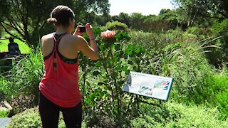 SOUTH AFRICA - Cape Town - Kirstenbosch National Botanical Garden (Video) (fcz)