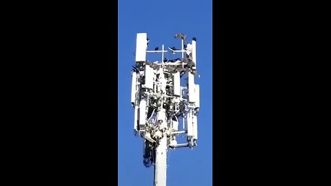 If 5G is so safe why are all these birds dead on the tower?