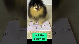 Can my dog win? (Learn English)