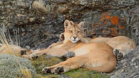 The Lives of Pumas, Eagles, Whales and More | Relax With Nature | The Wild Place | BBC Earth